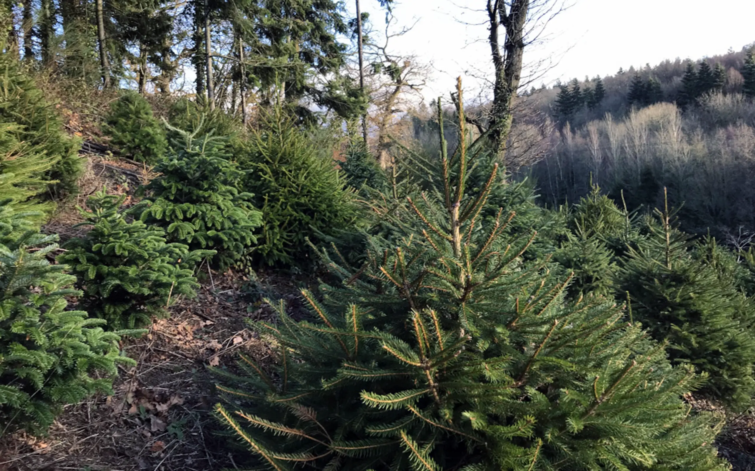 Firewood Christmas Trees